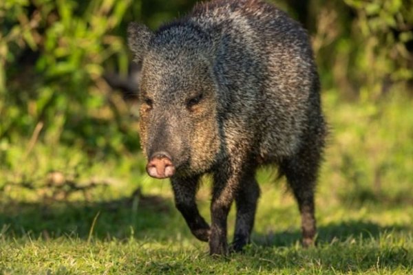 Llegan a Corrientes dos nuevas crías de pecaries de collar para su reintroducción en el Iberá