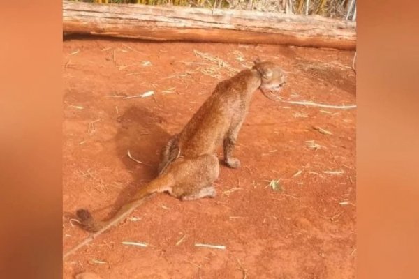 Conmoción por la captura y el maltrato a un puma en Corrientes