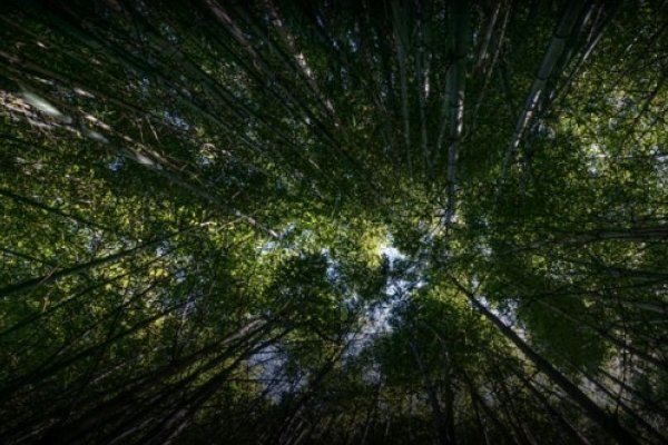 Incluye a Corrientes: Otorgan más de $84 millones a forestadores para enriquecer bosques