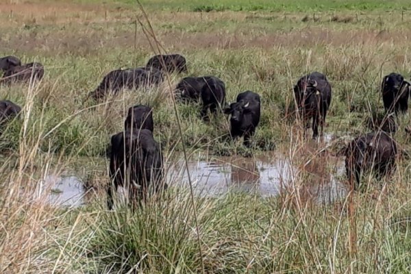 Humedales: entidades productivas de Corrientes piden un diagnóstico con bases científicas