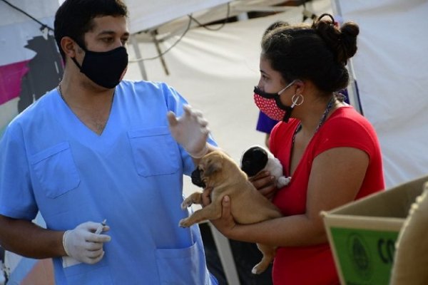 Mascotas Saludables: Las prestaciones gratuitas llegan a tres barrios esta semana