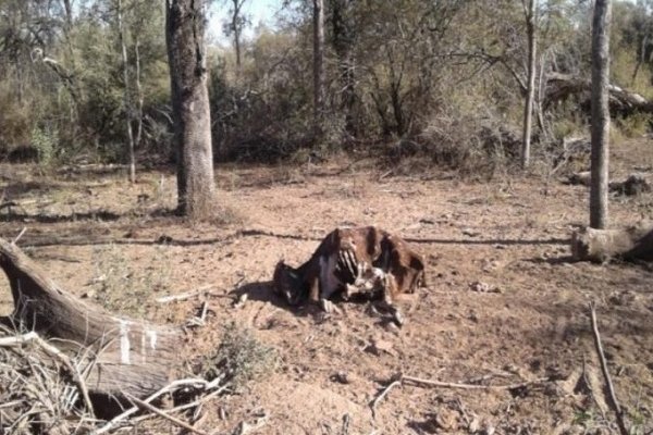 Sequía extrema en El Impenetrable: desesperado pedido de auxilio de chaqueños