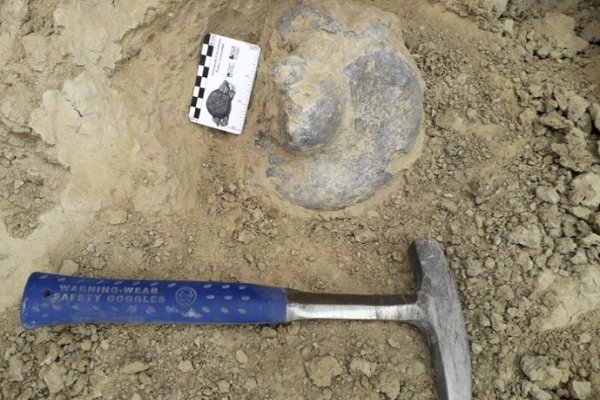 Nuevo hallazgo en la reserva paleontología Toropí