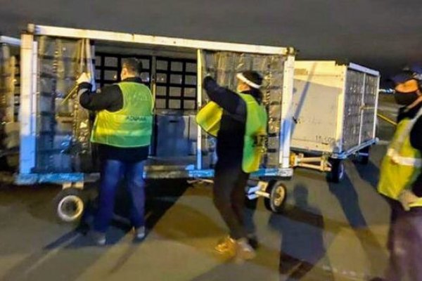 Llegaron 32 respiradores que envió la fundación de Lionel Messi