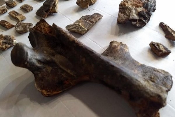 Hallaron armadillo fósil de 700 mil años que sobrevivió a la batalla de Vuelta de Obligado