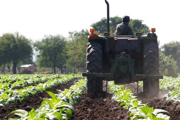 Nación envía más fondos a tabacaleros de Corrientes y suman $201 millones girados