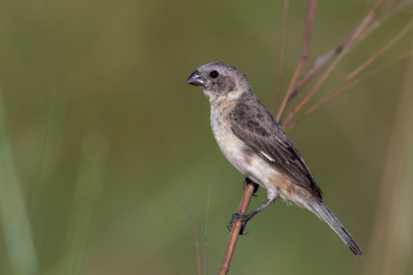 El Senado declaró monumento natural al Ave Capuchino Iberá