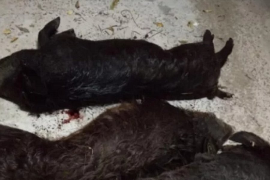 Intentan declarar plaga a un animal invasor en Corrientes