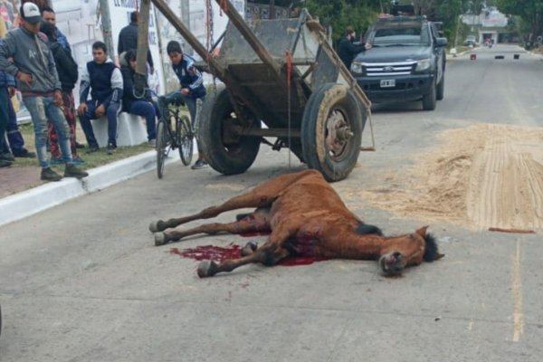 Sangriento final de un equino víctima de la tracción a sangre