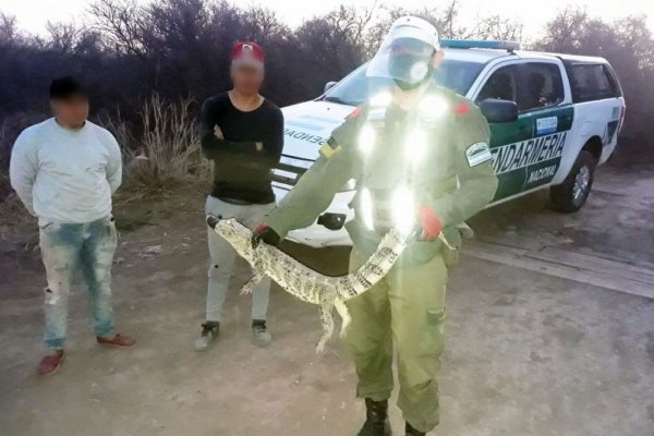 Demoraron a un hombre que llevaba un yacaré overo en su auto