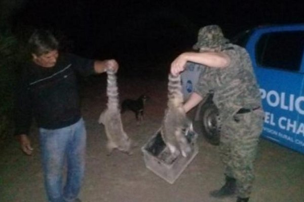 Dos coatíes fueron rescatados en Pampa del Infierno: Un joven los tenía como mascotas