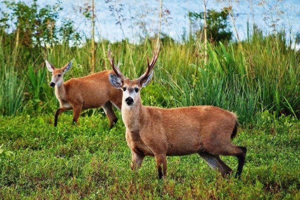 Corrientes: Nación habilitó la actividad turística en el Parque Nacional Iberá