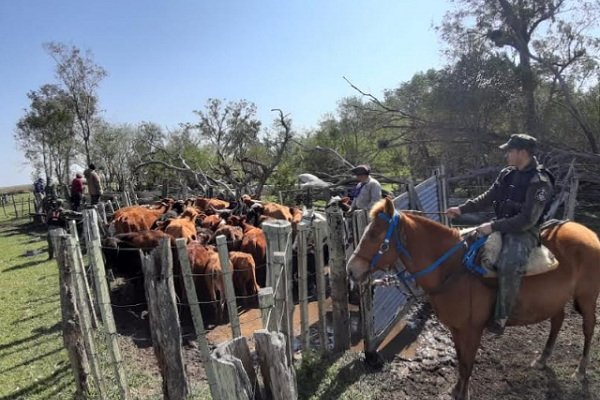 Ituzaingó: Policía Rural halló animales vacunos sin marcas