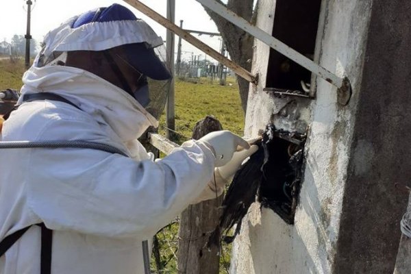 Rescate de abejas silvestres en 5ta sección Palmar