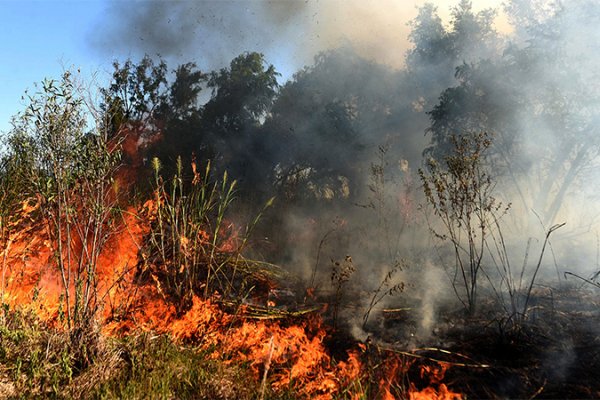 “Agosto es el mes con mayor registro de incendios en el Delta del Paraná”
