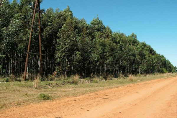 Emprendimientos forestales tienen moratoria para regularizar