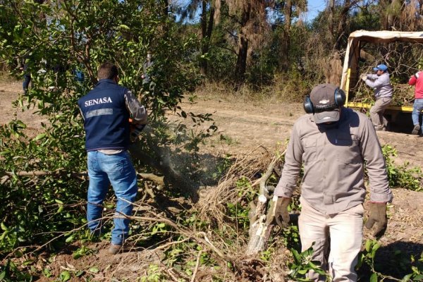 Nuevas detecciones de HLB en campos en Corrientes