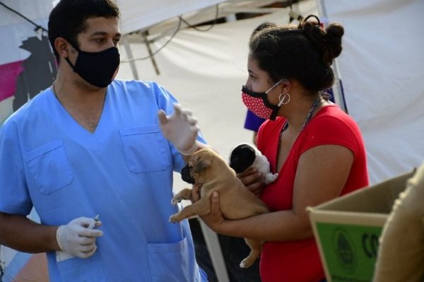 El Operativo de Mascotas Saludables brindó 8000 atenciones veterinarias gratuitas