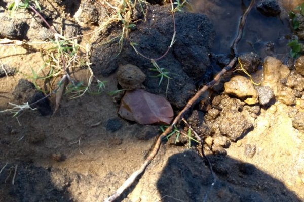 Se documentaron hallazgos arqueológicos del pasado guaraní