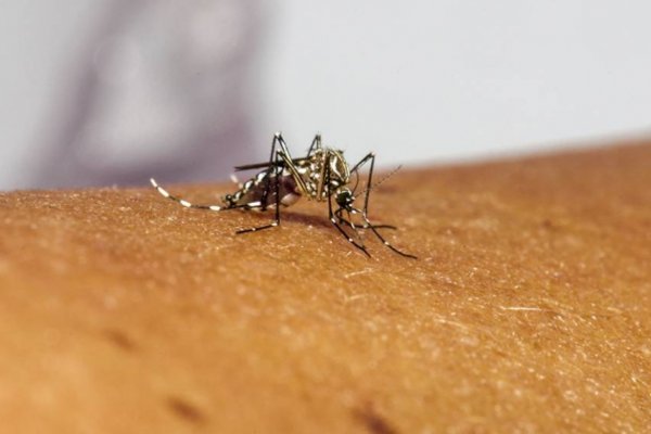 Aprobaron la liberación de 750 millones de mosquitos transgénicos