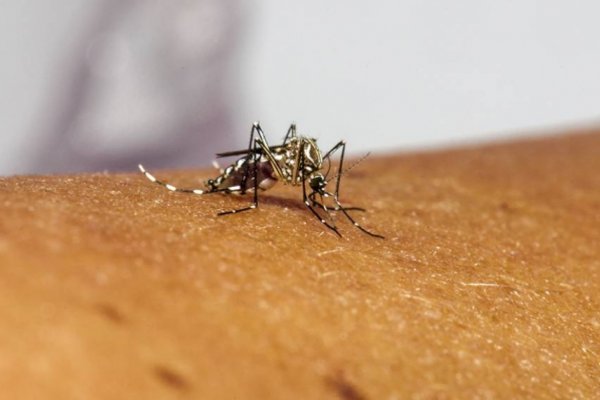 Aprobaron la liberación de 750 millones de mosquitos transgénicos