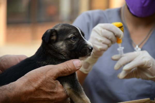 El Operativo de Mascotas Saludables visitó el barrio Colombia de Granaderos