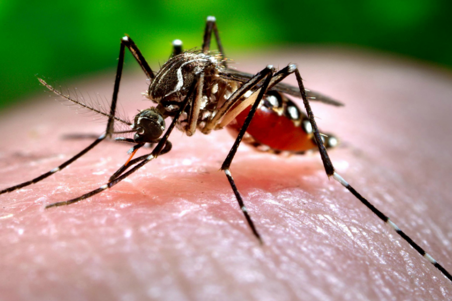 Investigadora llama a reactivar controles y campañas de prevención de Dengue