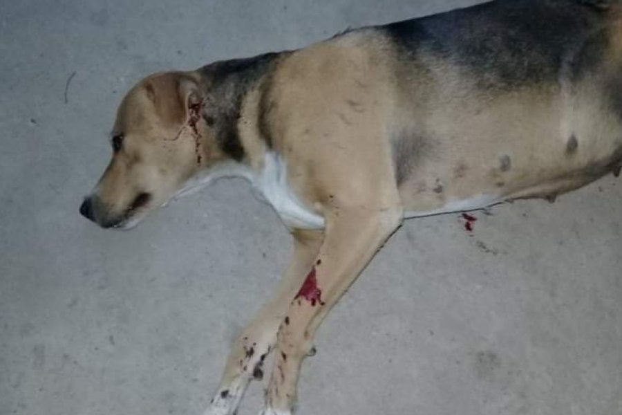 Corrientes: Mató a balazos al perro de su vecina discapacitada