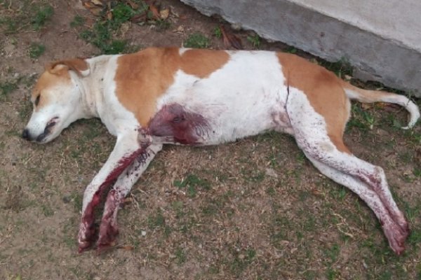 Peligroso sujeto mató a puñaladas a una perra e hirió a un hombre