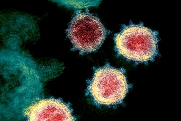 Hallan una mutación del coronavirus que podría ser 10 veces más infecciosa