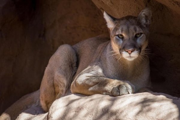 El puma: Otro animal emblemático para el Chaco