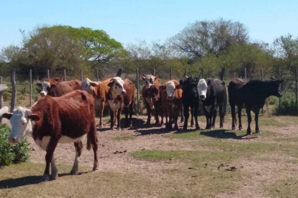 Recuperaron 31 vacas robadas y detuvieron a dos personas