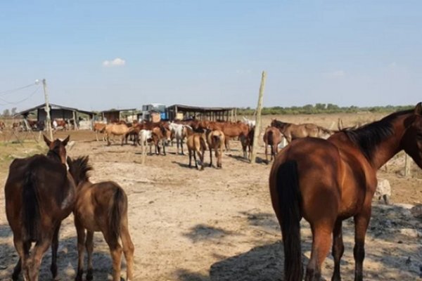 Piden ayuda económica para alimentar a 300 caballos