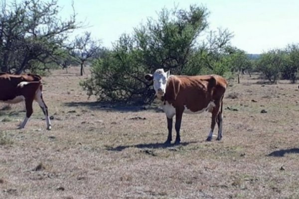 Declararon la emergencia agropecuaria por sequía en trece departamentos