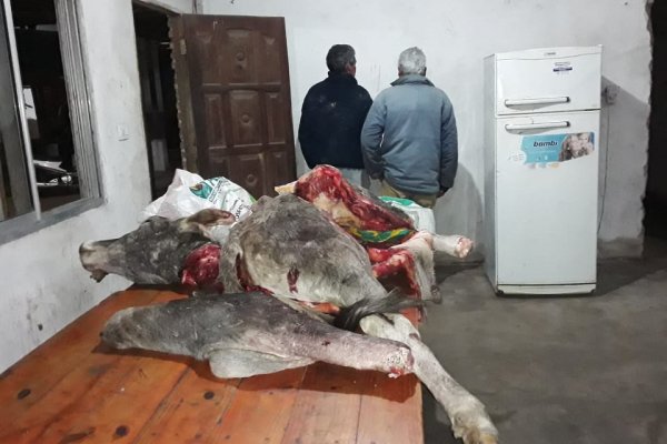 Detuvieron a dos hombres mientras faenaban una vaca robada