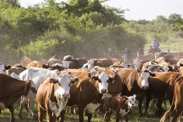 La Provincia dio a conocer el Decreto de Desastre y Emergencia Agropecuaria