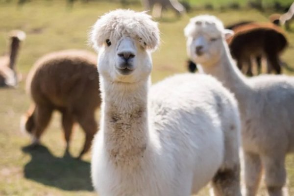 Descubren que los nanoanticuerpos de las alpacas pueden bloquear el coronavirus