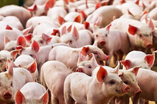 Argentina frenó la importación de carne de cerdo de Alemania por un foco de peste porcina africana