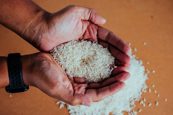 Productores correntinos destacan el crecimiento del consumo de arroz en Argentina