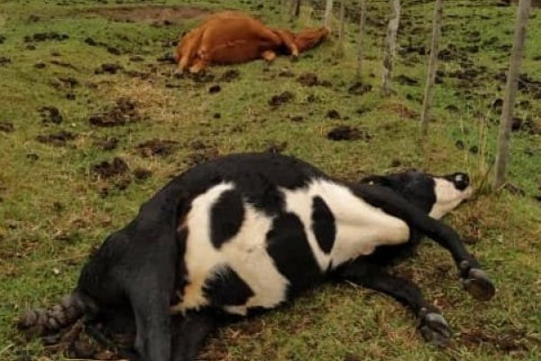 Varias vacas murieron fulminadas por un rayo en Goya