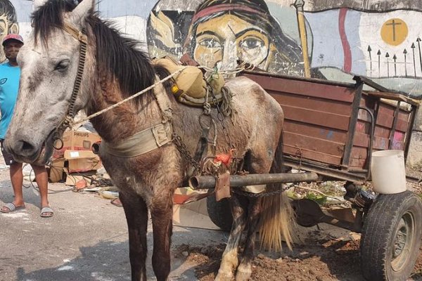 Rescatan a un caballo en muy mal estado y demoran a un hombre