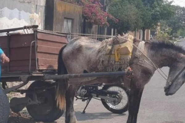 Detuvieron  a un sujeto por golpear salvajemente a un caballo