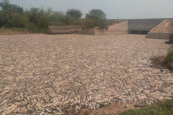 Miles de peces muertos: impactantes imágenes de la sequía y el cierre de compuertas en Formosa