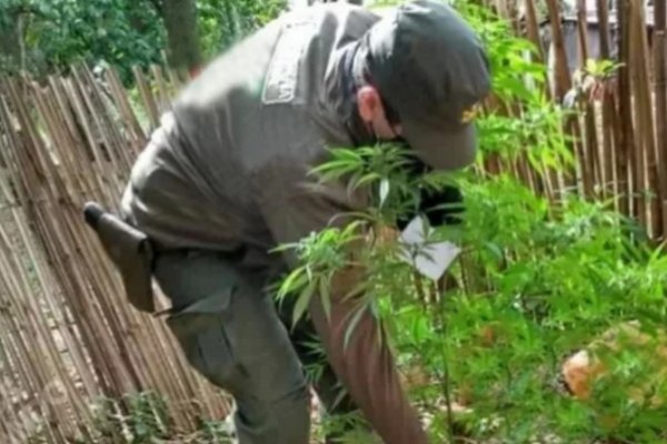 Tenían 12 plantas de marihuana y creían que era mandioca