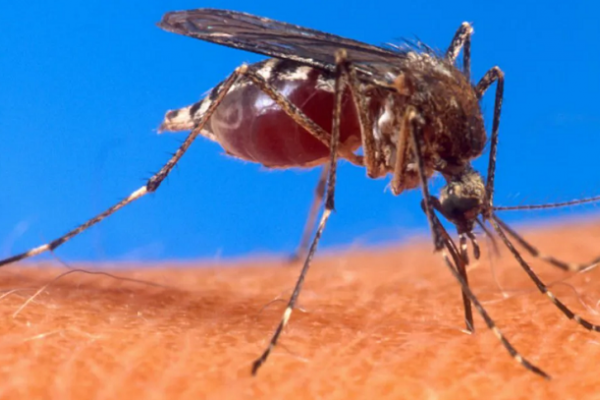 Detectan el primer caso sospechoso de infección humana por un virus mortal transmitido por mosquitos