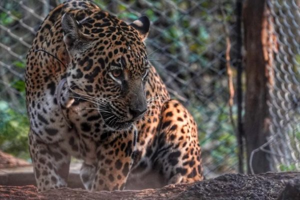 Cruzarán a un Yaguareté macho silvestre con una hembra en cautiverio para salvar la especie