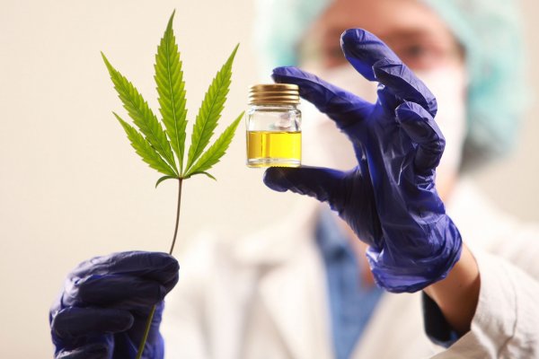 Declararon de interés sanitario el Aceite de Cannabis como uso medicinal
