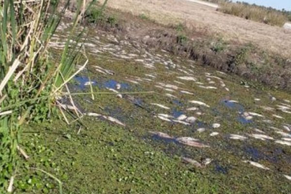 Impresionante mortandad de peces en Arroyo Batel