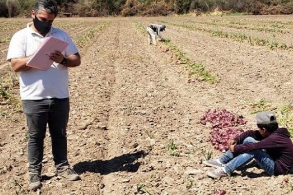 Trabajo infantil: descubren a niños cosechando cebollas en condiciones inhumanas en Santiago del Estero