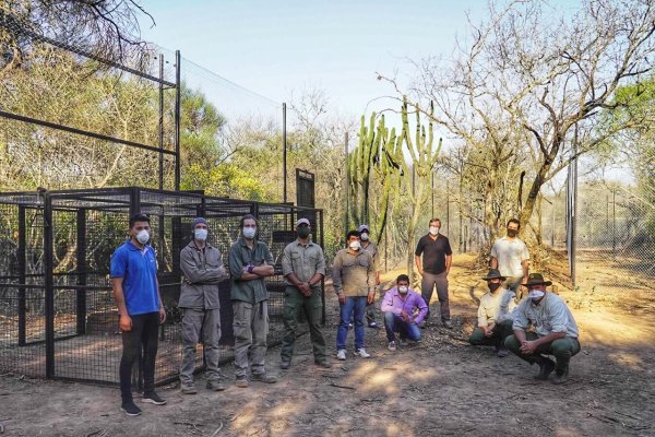 Construyen corrales de junta de yaguareté en el Parque Nacional El Impenetrable